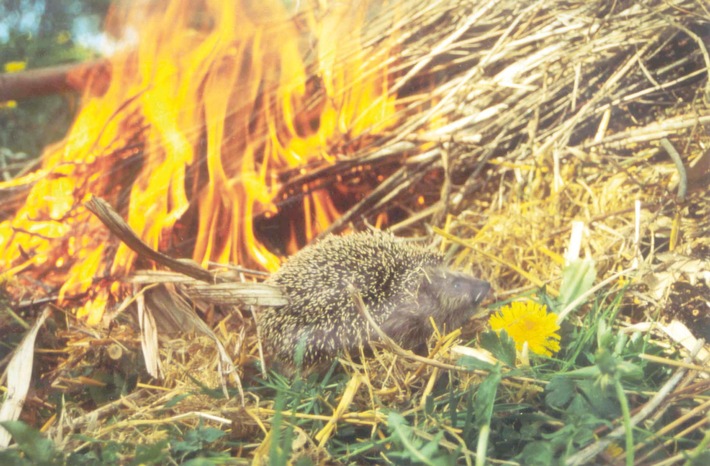 Achtung Igel - (Oster-)Feueralarm!